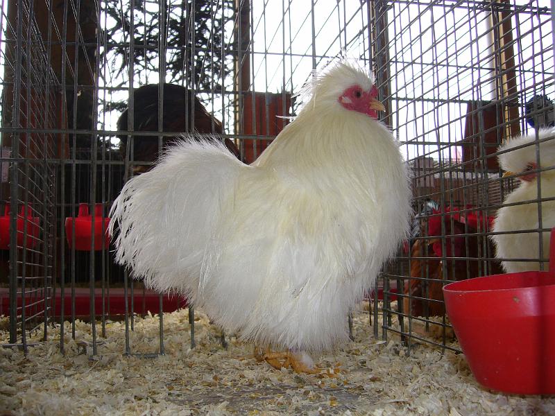 Kreisschau Coesfeld 2008 158.jpg - Siamesische Zwerg Seidenhühner von Jan und Nils Püth Preis sg 95 E